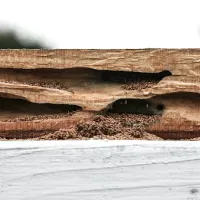 Termite Infestation