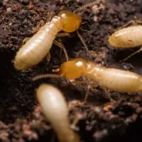 Termites on wood