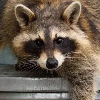 Raccoon on garbage