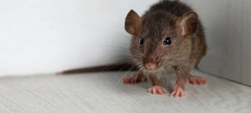 Mouse in kitchen