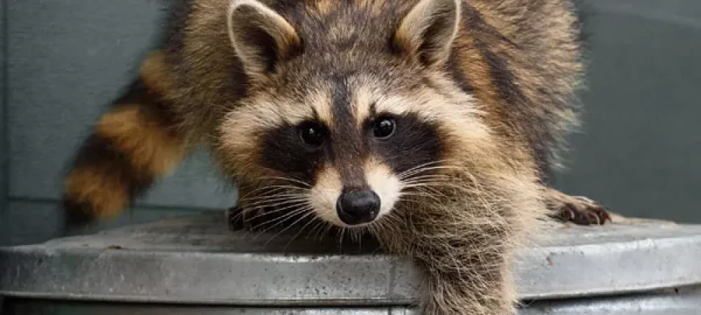 Raccoon on garbage